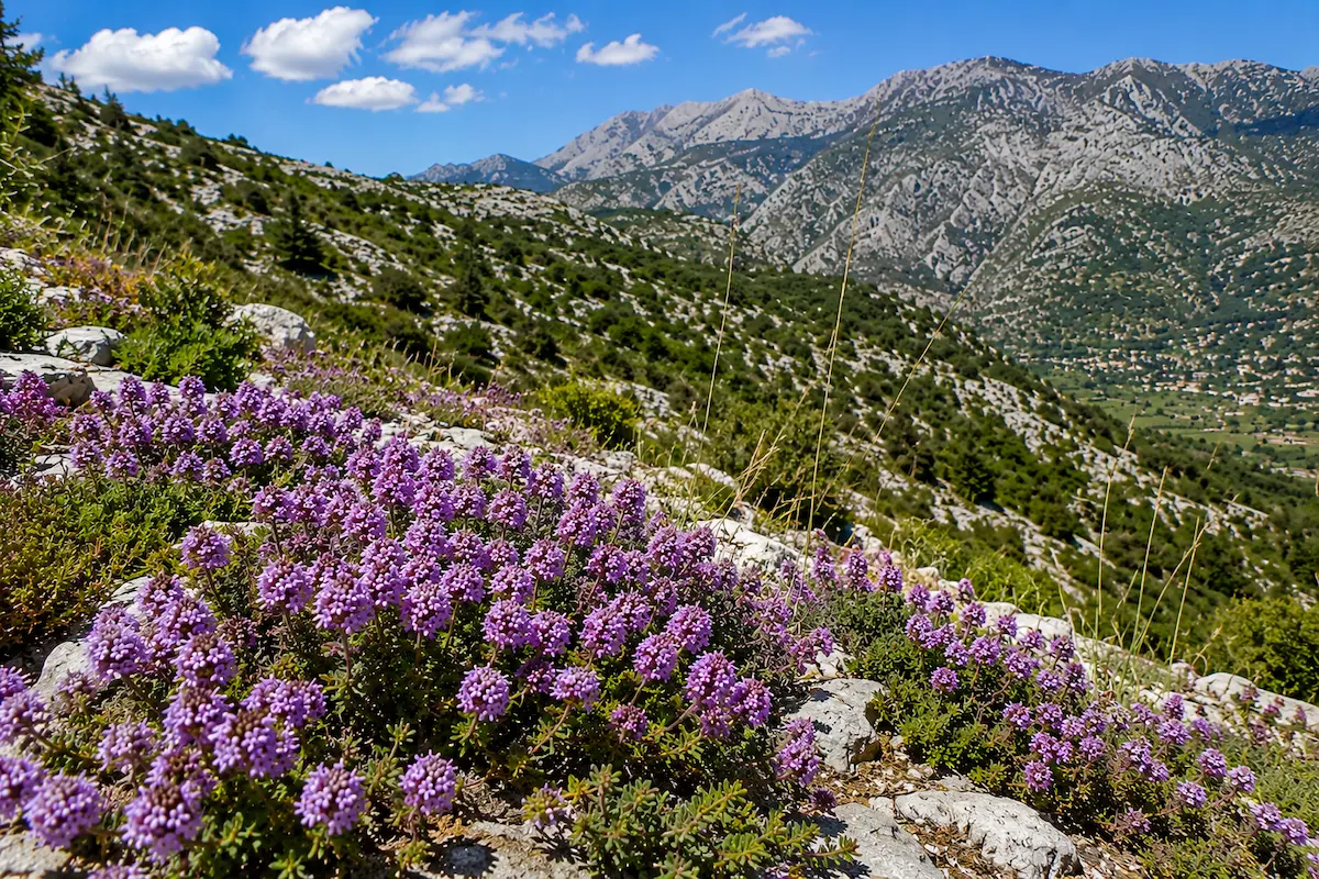 Wild thyme flowering on Taygetos above Kardamyli in May